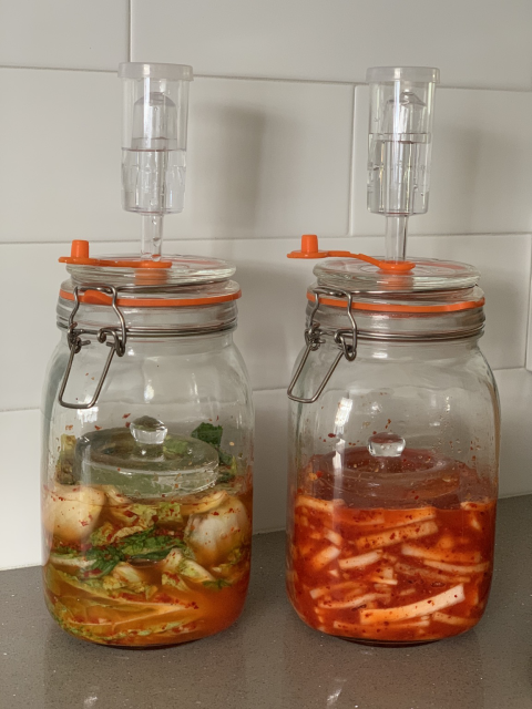 Cabbage and radish kimchi, in 2 clear fermentation jars
