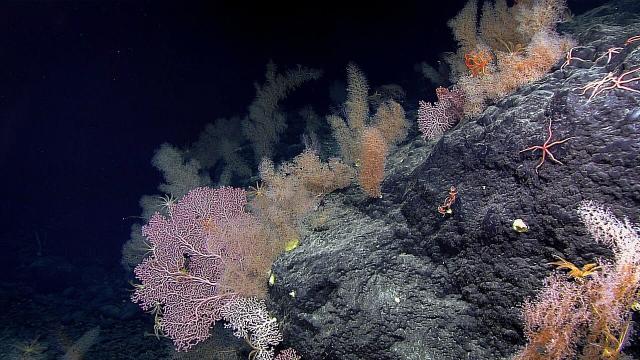 Garden of Coral at Sibelius Seamount (2465 meters).

NOAA Office of Ocean Exploration and Research, Deep-Sea Symphony: Exploring the Musicians Seamounts, Public domain, via Wikimedia Commons.