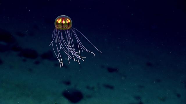 Beautiful jellyfish at Enigma Seamount (3700 meters).

NOAA Ocean Exploration and Research from USA, CC BY-SA 2.0, via Wikimedia Commons.