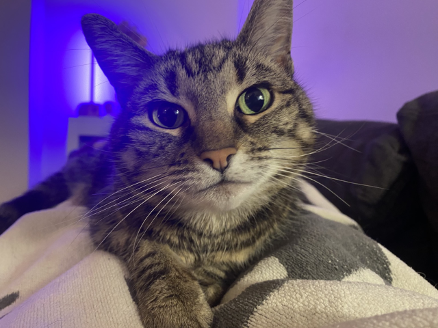 Small tabby cat on her favourite blanket, looking into the camera 