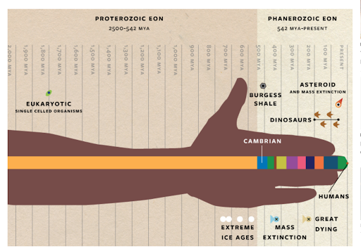DEEP TIME: If the timeline of Earth were mapped onto the human arm, it would begin around the shoulder where the earth formed about 4.5 billion
years ago. Animals originated within the palm, but the myriad forms alive today exploded onto the scene around the first knuckle, in the Cambrian period.
Blocks along the fingers represent the periods that followed, such as the Jurassic (dinosaurs) and the Cenozoic. Humans evolved at a microscopic
slice at the tip of a fingernail. Infographic by Katie Scott from original article in Nautilus. 