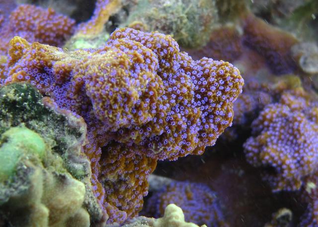 Montipora tuberculosa from Réunion.

Philippe Bourjon, CC BY-SA 4.0, via Wikimedia Commons.