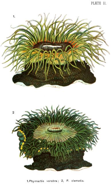 Plate 2 from "Corals and Coral Islands," 2nd ed. by James Dwight Dana (1890). 

https://archive.org/details/coralscoralislan1890dana

Color and cropping edits.