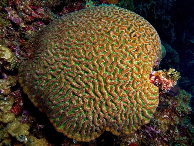 "Colpophyllia natans (Boulder Brain Coral) entire colony."

Nhobgood Nick Hobgood, CC BY-SA 3.0, via Wikimedia Commons.