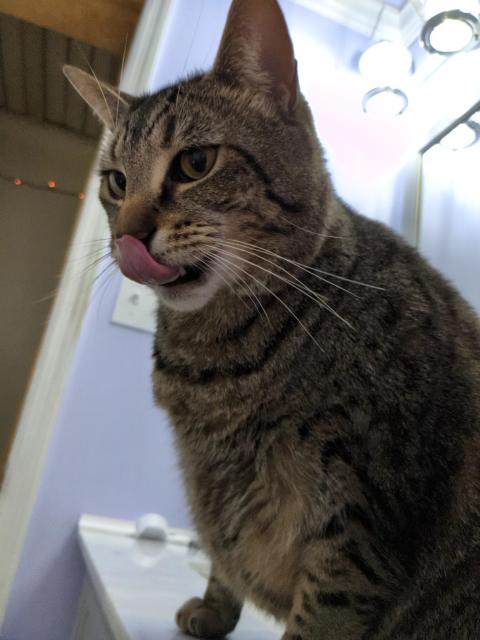 Vincent, a striped tabby, sitting on a bathroom counter and licking his own nose.
