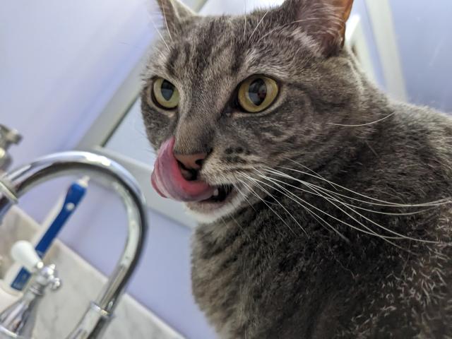Lydia, a striped tabby, on a bathroom counter also licking her own nose.