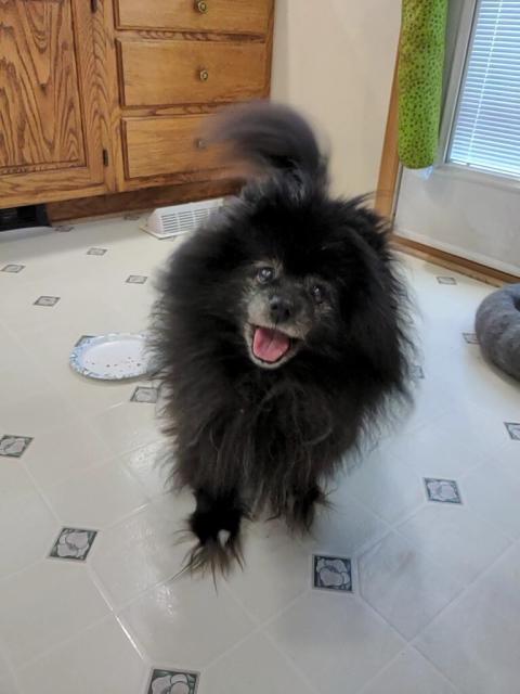 Eleanor, a small black pomeranian, opening her mouth to reveal her tongue as she looks into the camera. She had just finished her dinner and was wanting treats for dessert.