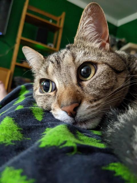 A close up of a tabby cat (Petunia) resting her face on a person's leg and looking off to the left.