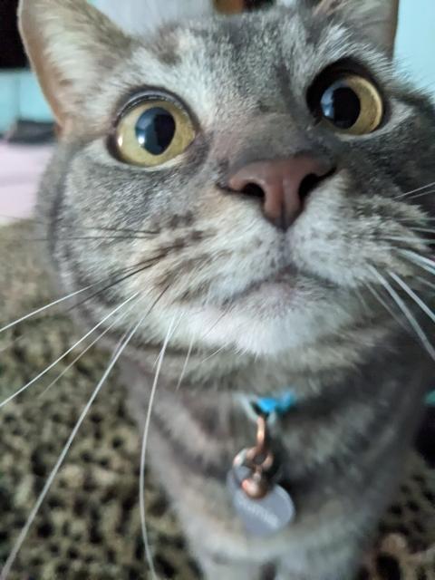 A close up of a grey tabby cat (Sumie) looking up into the camera lens. It's hard to take photos of cats when they always want to headbutt my phone.