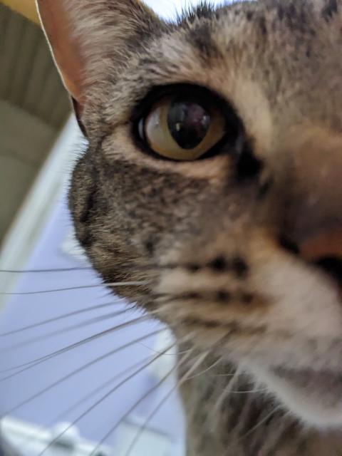 A very close photo of half of the face of a tabby cat (Vincent) who is looking into the phone (and also headbutting it).