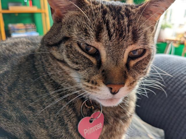 A close-up photo of a tabby cat (Primrose) with her eyes half-closed.
