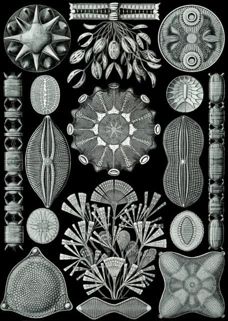 Plate 84: Diatomeae from "Kunstformen der Natur" (1904).

Ernst Haeckel, Public domain, via Wikimedia Commons. Color edits.