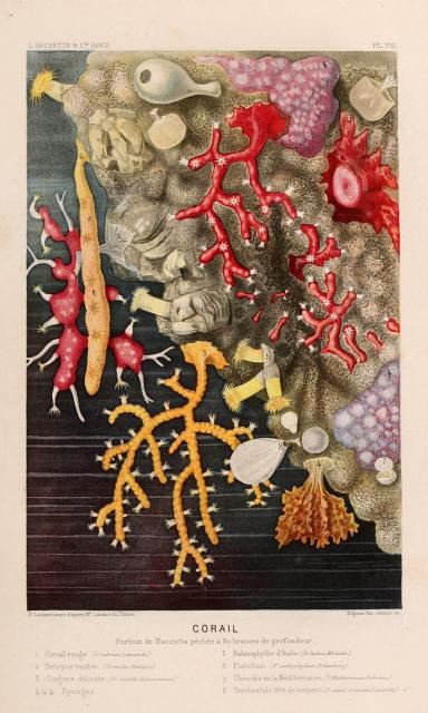 "Coral" from "The World of the Sea" 2nd ed. by Alfred Frédol (1866).

Biodiversity Heritage Library, Public Domain via Flickr: https://flic.kr/p/duR9Wx