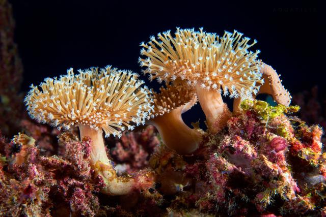 Toadstool Leather Coral.

Alexander Semenov, CC BY-NC-SA 2.0 via Flickr: https://flic.kr/p/XjJMWj