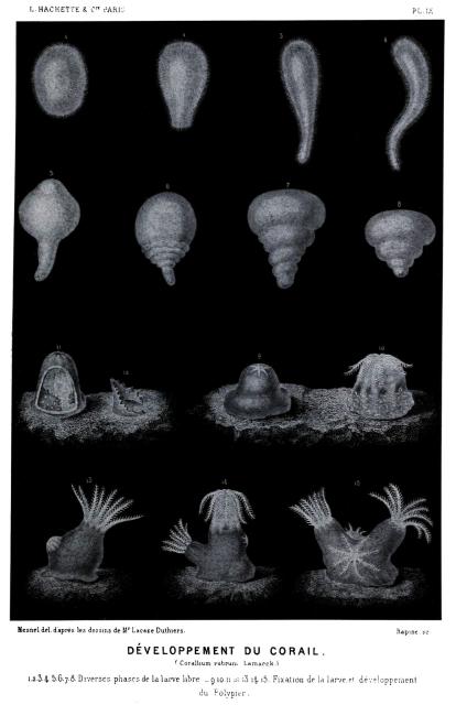 "Development of Coral" from "The World of the Sea" 2nd ed. by Alfred Frédol (1866).

Biodiversity Heritage Library, Public Domain via Flickr: https://flic.kr/p/duRa3H

Color edits.