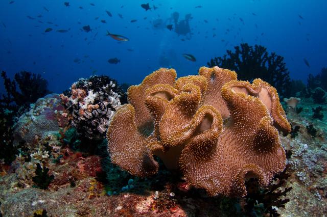 "Maldives soft coral (probably Sarcophyton sp.)."

Tchami, CC BY-SA 2.0, via Wikimedia Commons or Flickr: https://flic.kr/p/gTp3KF