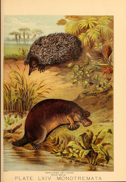 PLATE LXIV MONOTREMATA PORCUPINE ANT-EATER (aka echidna) DUCK MOLE (aka platypus) color book plate, illustration of one of each monotreme together on a landscape, platypus near the water’s edge and echidna on higher ground
