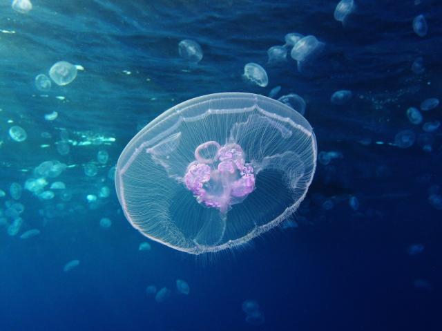 "Moon jellyfish (Aurelia aurita) at Gota Sagher (Red Sea, Egypt)."

Alexander Vasenin, CC BY-SA 3.0, via Wikimedia Commons.