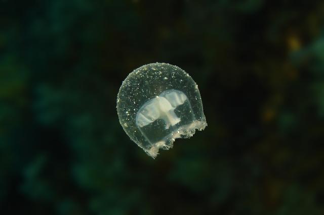 "Smallest Jelly" by Canonfodr, CC BY-SA 3.0, via Wikimedia Commons.