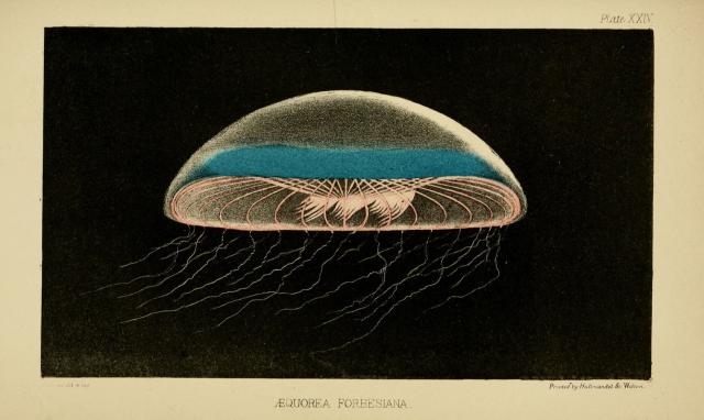 "Aequorea forbesiana Gosse, 1853 accepted as Aequorea forskalea Péron & Lesueur, 1810" from "A Naturalist's Rambles on the Devonshire Coast" by Philip Henry Gosse (1853).

Gosse, Philip Henry; Hullmandel and Walton, Public domain, via Wikimedia Commons.