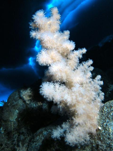 "Gersemia antarctica, also known as soft coral, under the sea ice near McMurdo Station, Ross Island."

Rob Robbins, National Science Foundation, Public domain, via Wikimedia Commons.