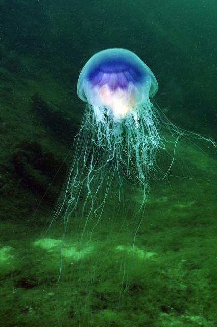 "A blue jellyfish (Cyanea lamarckii) under water."

Erling Svensen/Ocean Photo, CC BY 4.0, via Wikimedia Commons.