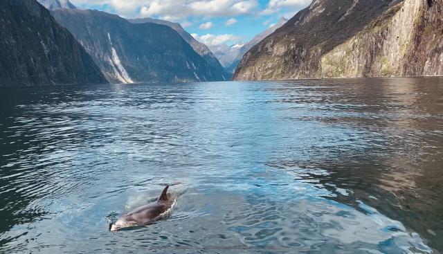 A dolphin in Milford Sound, New Zealand. Credit: me