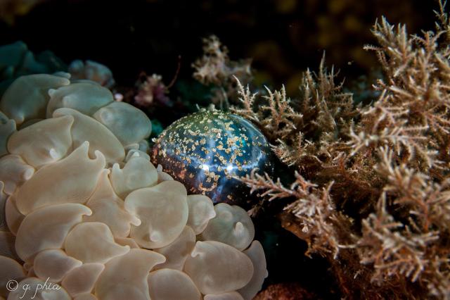 "Bubble coral, single cell, and hydroid composition, Lorenzo's Delight, Wakatobi, 2018."

q phia, CC BY 2.0, via Wikimedia Commons.