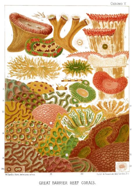 "Great Barrier Reef Corals" by W. Saville Kent (1893).

Kent, W. Saville, Public domain, via Wikimedia Commons or Flickr: https://flic.kr/p/bJvMha

Color and cropping edits.