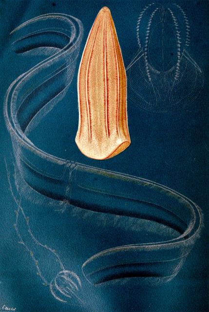 "Ctenophores" plate from "The Royal Natural History" vol. 6, sec. 12, edited by Richard Lydekker (1896).

Internet Archive Book Images, No restrictions, via Wikimedia Commons. Color and cropping edits.