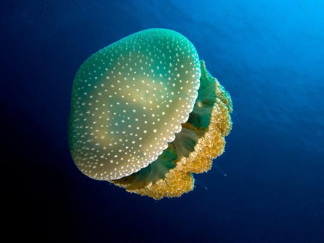 Phyllorhiza punctata (White-spotted jellyfish).

Nhobgood Nick Hobgood (original photograph), Papa Lima Whiskey (derivative edit), CC BY-SA 3.0, via Wikimedia Commons.