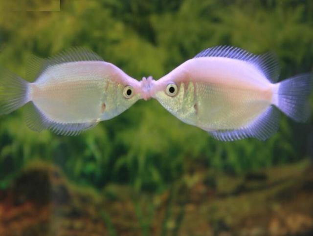 Kissing Gourami fish