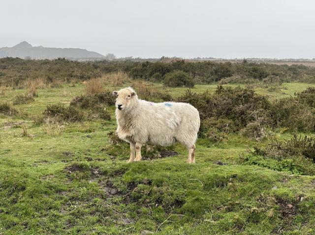 A sheep standing on a grassy knoll. 