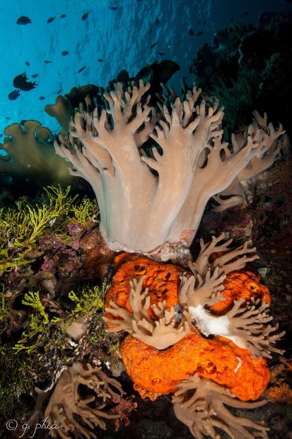 "Soft Corals, Spiral Corner, Wakatobi, 2018."

q phia, CC BY 2.0, via Wikimedia Commons or Flickr: https://flic.kr/p/2cJ12D9