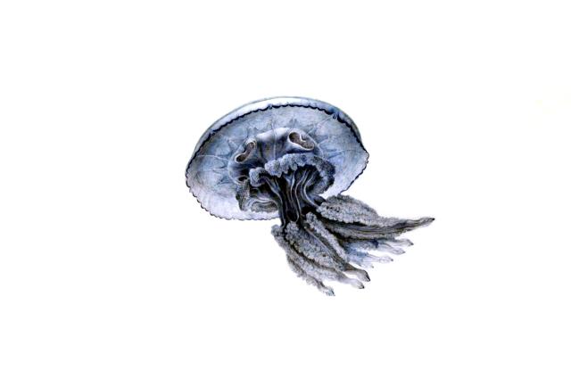 Drawing of a Jellyfish by Lesueur at the Museum of Le Havre.

Philippe Alès, Public domain, via Wikimedia Commons. Color edits.