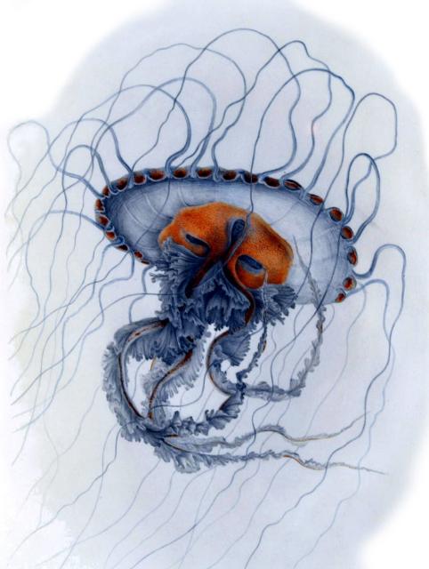 Drawing of a Jellyfish by Lesueur at the Museum of Le Havre.

Philippe Alès, Public domain, via Wikimedia Commons. Color and cropping edits.