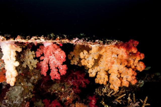 "The Ledge, Soft Corals under a Table Coral; Fiji, April 2018."

q phia, CC BY 2.0, via Wikimedia Commons or Flickr: https://flic.kr/p/25q6Uwt