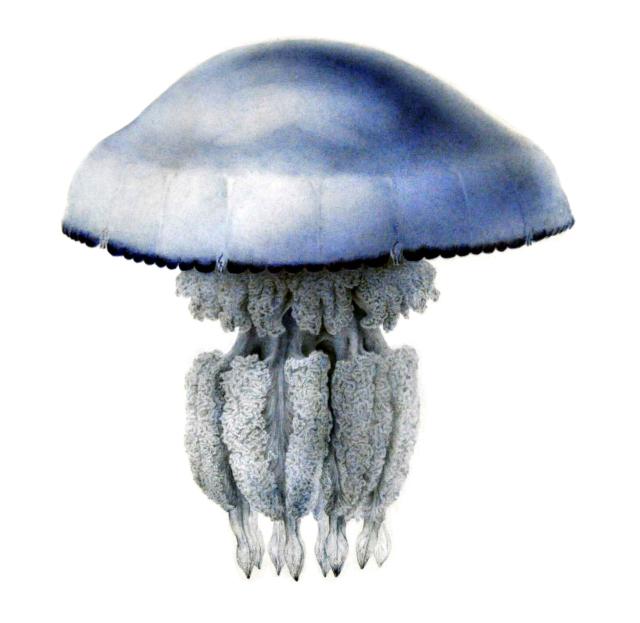Drawing of a Jellyfish by Lesueur at the Museum of Le Havre.

Philippe Alès, Public domain, via Wikimedia Commons. Color and cropping edits.