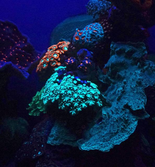 "Fluorescent coral in Underwater Observatory Marine Park, Eilat."

Tiia Monto, CC BY-SA 3.0, via Wikimedia Commons.