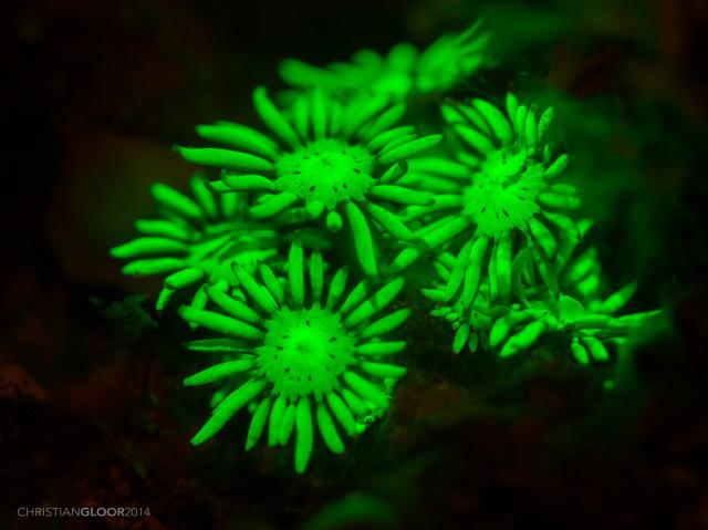 "UV shot of coral polyps."

Christian Gloor from Wakatobi Dive Resort, Indonesia, CC BY 2.0, via Wikimedia Commons.