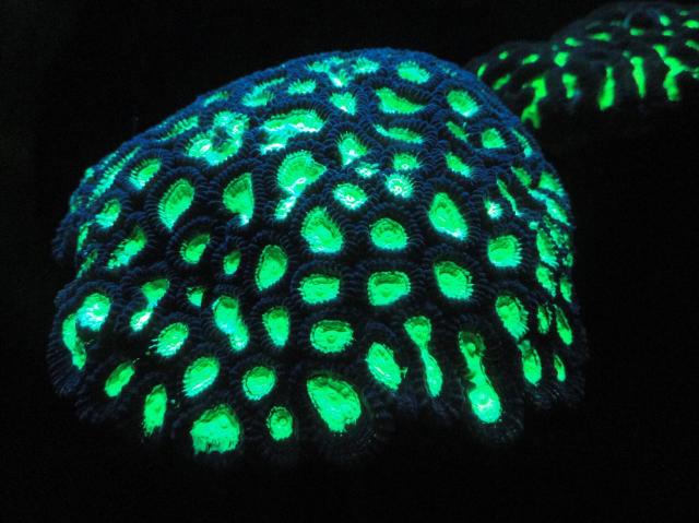 "Fluorescent Coral at the Exhibit in the Monterey Bay Aquarium, Monterey County, California, USA."

Daderot, CC0, via Wikimedia Commons.