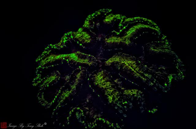 "Bioluminescence of cactus coral at night."

Tony Shih (ctgintl140), CC BY-ND 2.0 via Flickr: https://flic.kr/p/eiT1EG