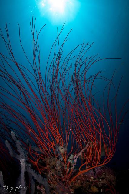 "Whip Coral, Blade, Wakatobi, 2018."

q phia, CC BY 2.0, via Wikimedia Commonsor Flickr: https://flic.kr/p/QED88E