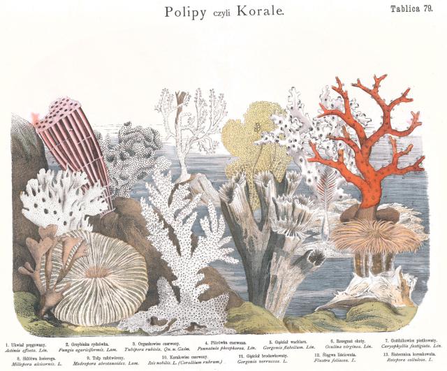 "Polyps or Corals" from "Natural History of the Animal State: Zoological Atlas with Text for School and Home Study," by Józef Bąkowski (1884).

National Library of Poland, Public domain, via Wikimedia Commons. Color and cropping edits.