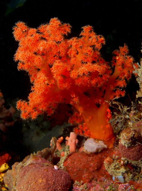 "Scleronephthya sp. (Red soft coral with red polyps)."

Nhobgood Nick Hobgood, CC BY-SA 3.0, via Wikimedia Commons.