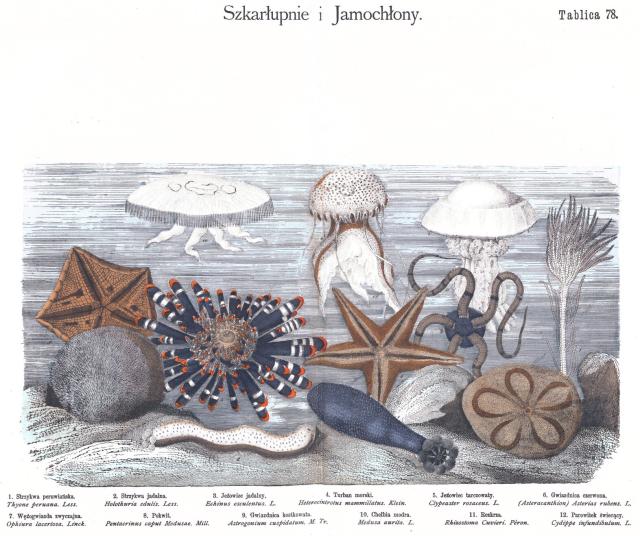 "Echinoderms and Medusas" from "Natural History of the Animal State: Zoological Atlas with Text for School and Home Study," by Józef Bąkowski (1884).

National Library of Poland, Public domain, via Wikimedia Commons. Color and cropping edits.