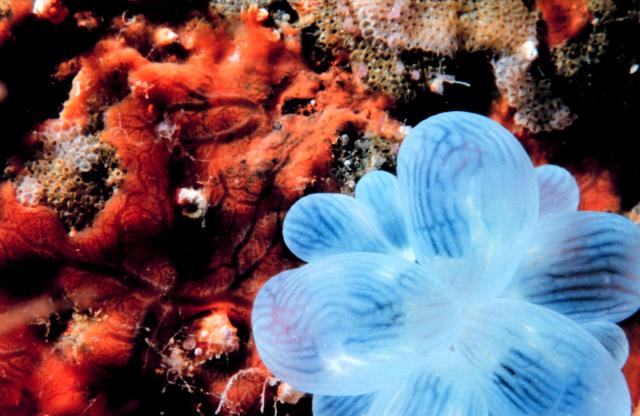 "Bubble coral (Plerogyra sinuosa). Gulf of Aqaba, Red Sea."

Mr. Mohammed Al Momany, Aqaba, Jordan., Public domain, via Wikimedia Commons or Flickr: https://flic.kr/p/9f9gjT