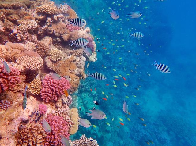 "Coral reef in the Red Sea (South Egypt near Berenice, 2019)."

Mausemarie, CC BY-SA 4.0, via Wikimedia Commons.