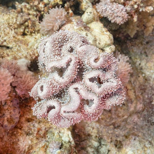 "Rough leather coral (Sarcophyton glaucum), Ras Katy, Sharm el-Sheij, Egypt."

Diego Delso, CC BY-SA 4.0, via Wikimedia Commons.