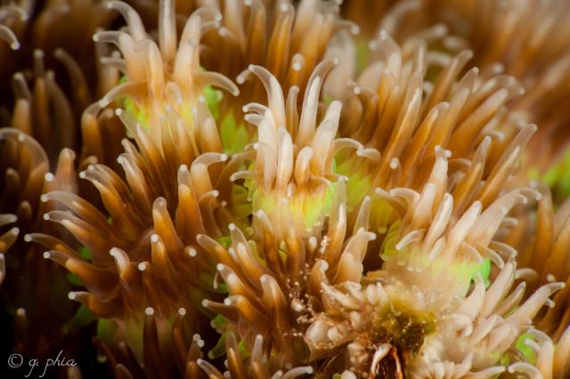 "Soft Corals, Teluk Waitii, Wakatobi, 2018."

q phia, CC BY 2.0 via Flickr: https://flic.kr/p/2bpEAe8